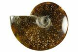 Polished Ammonite (Cleoniceras) Fossil - Madagascar #344300-1